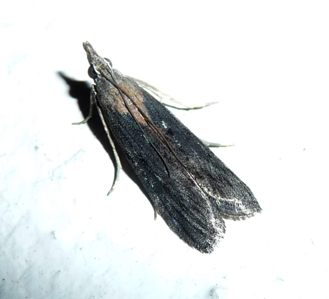 Phycide sicilienne