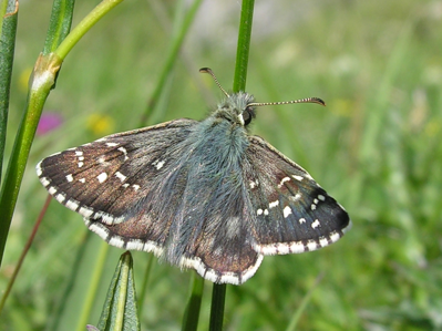 Hespérie de l'Alchémille (L')