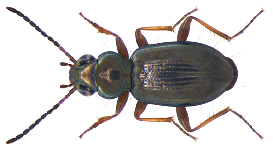 Bembidion lampros