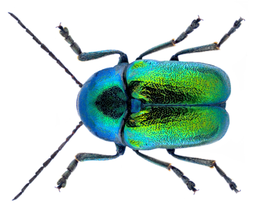 Cryptocephalus globicollis