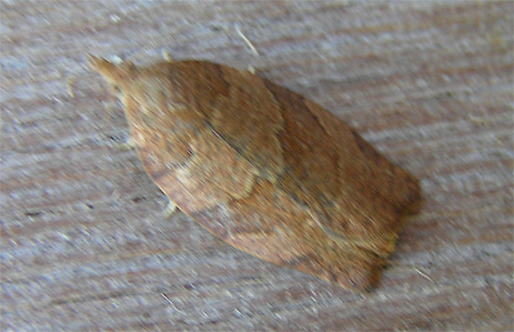 Pandemis heparana