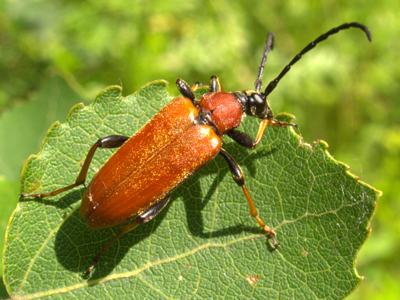 Lepture cardinale (femelle)