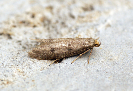 Agnoea flavifrontella