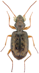 Asaphidion curtum curtum