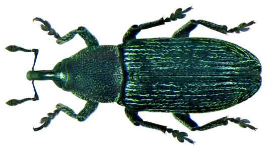 Limnobaris dolorosa