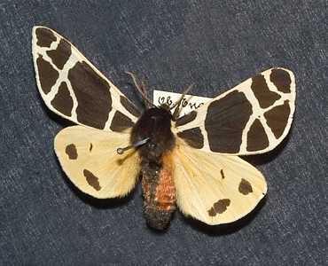 Ecaille jaune (L')