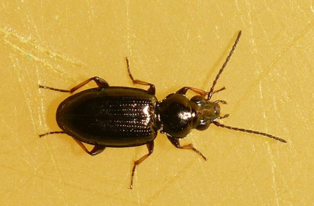Bembidion properans