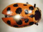 Coccinelle à treize points