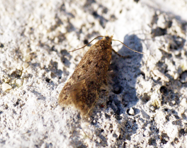Bryotropha senectella