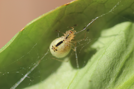 Enoplognatha latimana
