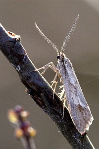 Diurnea lipsiella