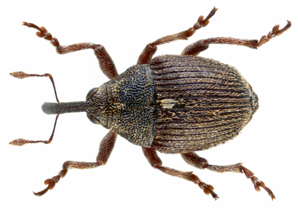 Glocianus distinctus