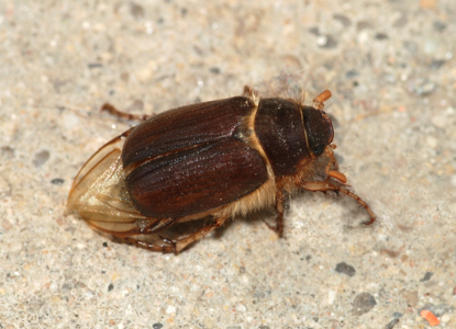 Rhizotrogus aestivus