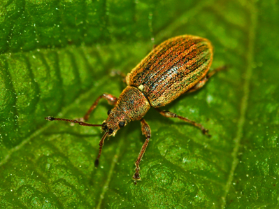 Phyllobius pyri