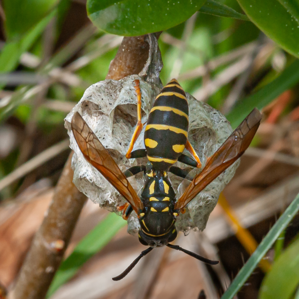 Guêpe à anneaux bordés de jaune