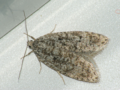 Semioscopis strigulana