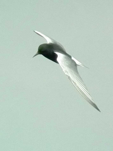 Guifette leucoptère