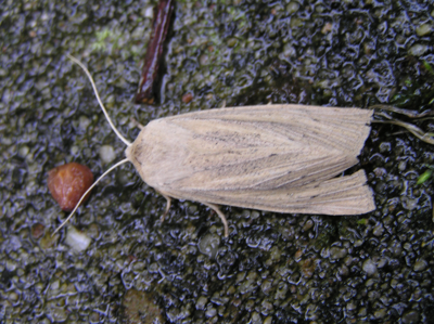 Noctuelle du Roseau (La)