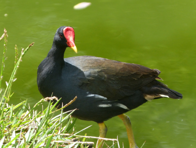 Gallinule poule-d'eau