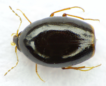Scaphisoma agaricinum
