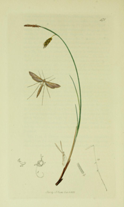 Agdistis meridionalis