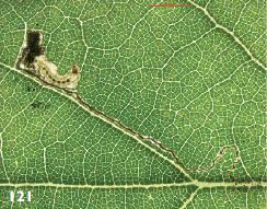 Ectoedemia pubescivora