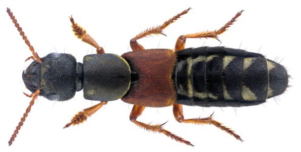Staphylinus caesareus