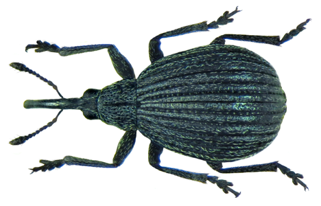 Protopirapion atratulum