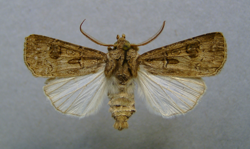 Noctuelle trapue (La)