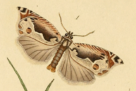 Ancylis geminana