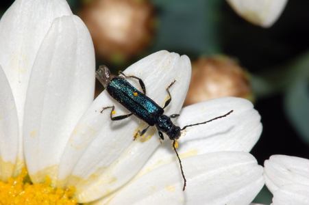 Callimus angulatus