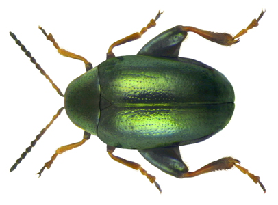 Dibolia cynoglossi