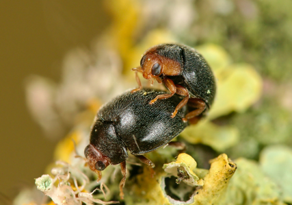 Scymnus auritus