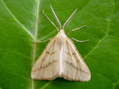 Aspilate ochracée (L')