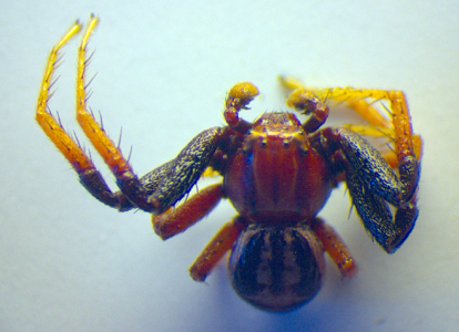 Xysticus erraticus