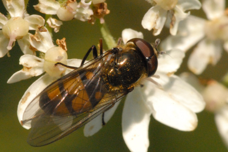 Xanthandrus comtus