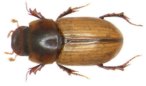 Acanthobodilus immundus