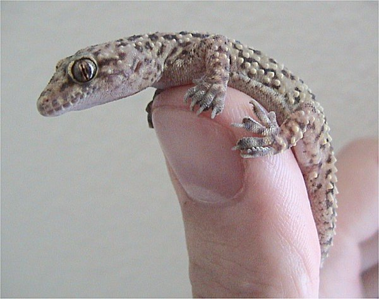 Gecko verruqueux (Le)