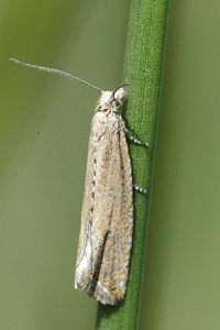 Bactra lancealana