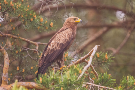 Aigle pomarin