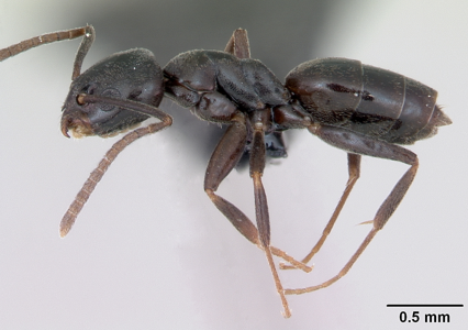 Tapinoma erraticum