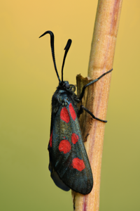 Zygène des bois (La)