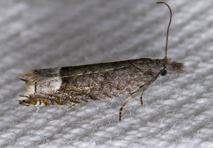 Ancylis tineana
