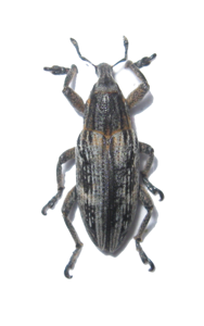Mecaspis alternans