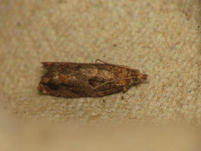 Epinotia abbreviana