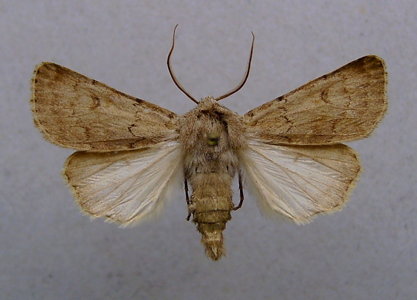 Noctuelle Cendrée (La)