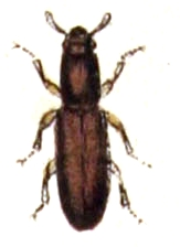 Corticeus unicolor