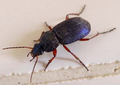 Chlaenius decipiens
