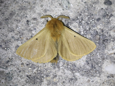 Jaune du Pissenlit (La)