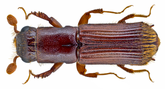 Scolyte castor